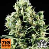 710 Genetics Seeds White Lady OG